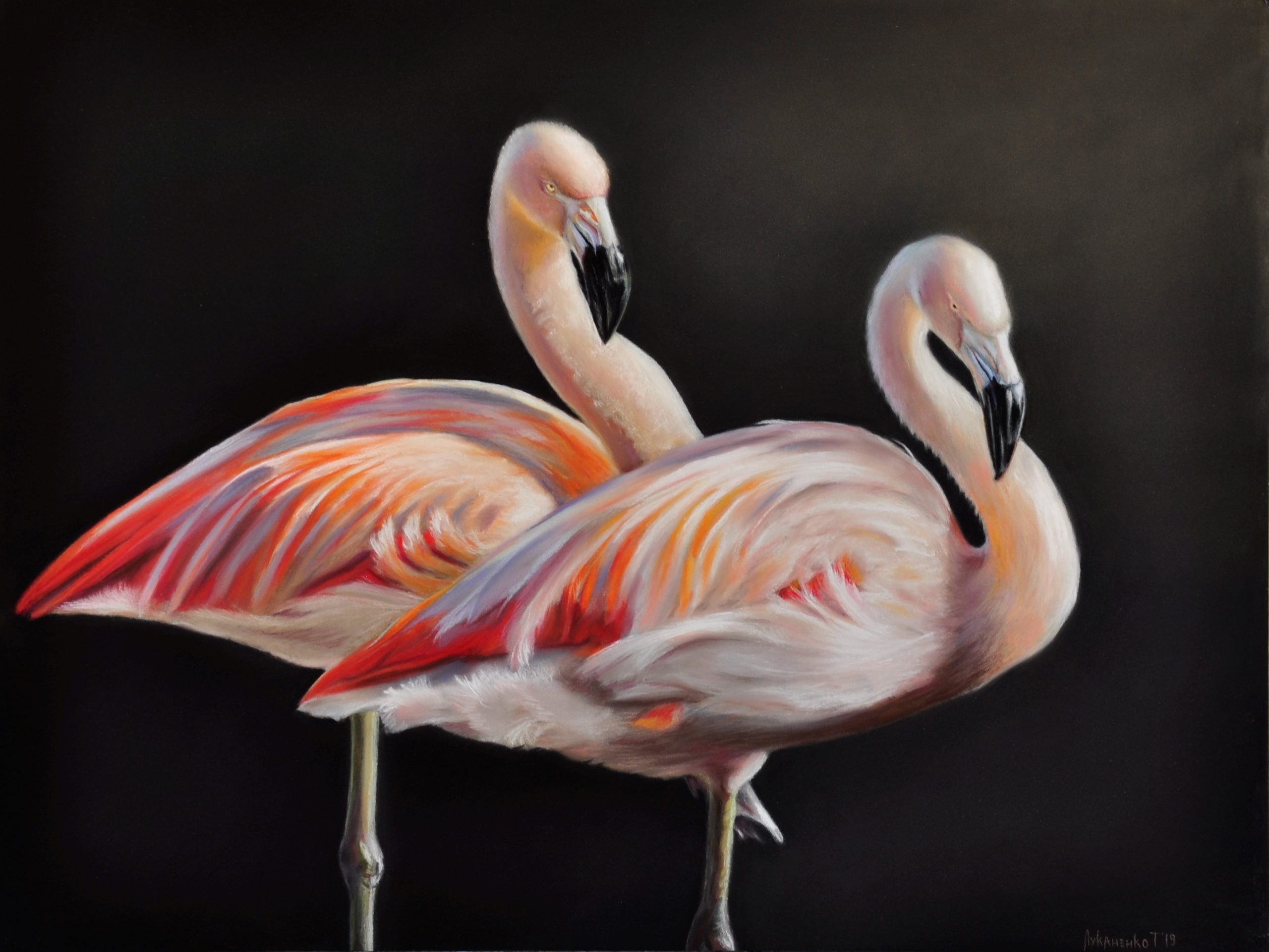 Flamingo full