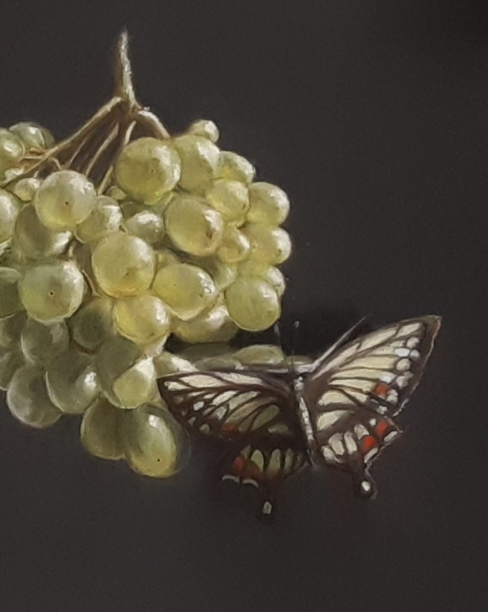 Psyheandgrape grape butterfly